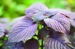 紫苏的种植与分布