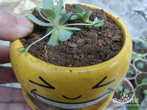 第一步：选盆小窍门