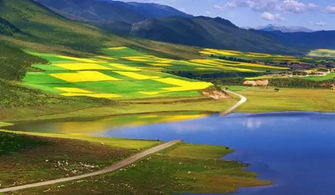 青海湖的油菜花：高原上的金黄