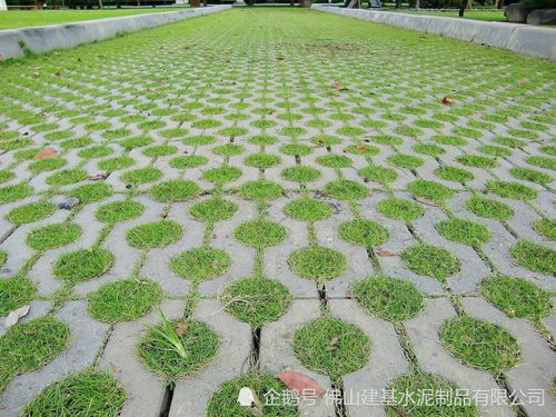 雨热同季救星：马蹄金与迷迭香的节水之道