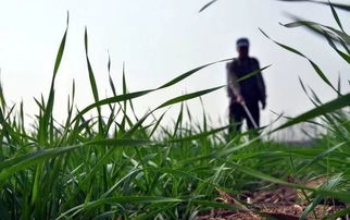 麦田里的小秘密：野麦子防治的Zui佳时机
