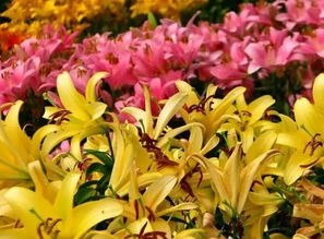 百合花一年开几次？花期是什么时候