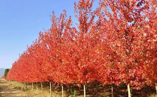 美国红枫种植技术详解中，如何确保幼苗在移栽后快速适应新环境？