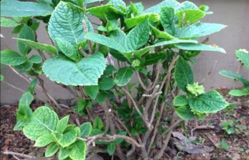 刺梅修剪时如何根据植株生长情况合理剪枝