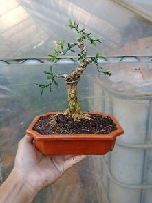 浇什么水，有讲究