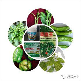 辣椒虫害防治，还需注意什么？