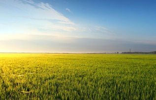 爱苗先正达水稻用法的揭秘之旅