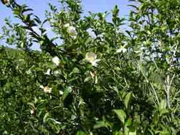 不同场景下的油茶选择