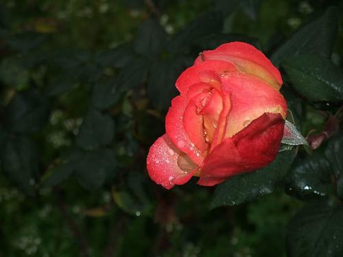 月季花嫩不嫩同过插枝成功成活呢？