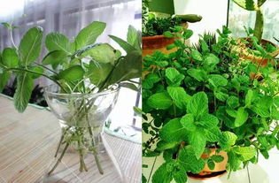 欢迎仪式的布置