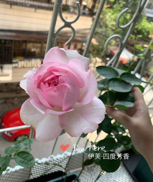 月季花开的浪漫世界