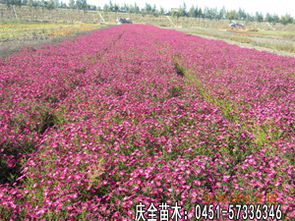 花香四溢， 沁人心脾