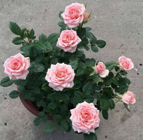 月季花底部的叶子真的要全bu摘掉吗？