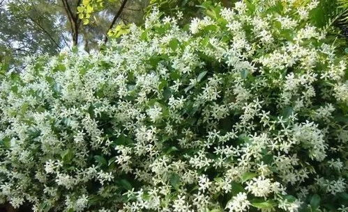 庭院中的常绿诗行：天竺桂的四季魅力