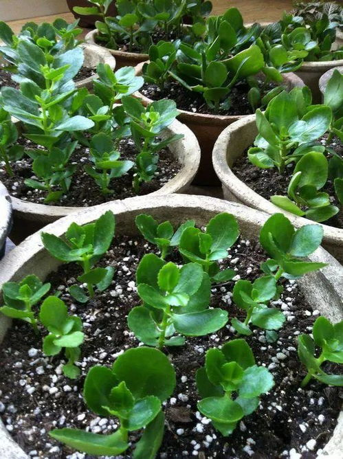 绿萝：耐阴好养， 北向角落的绿衣裳