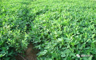 花生长势的秘密