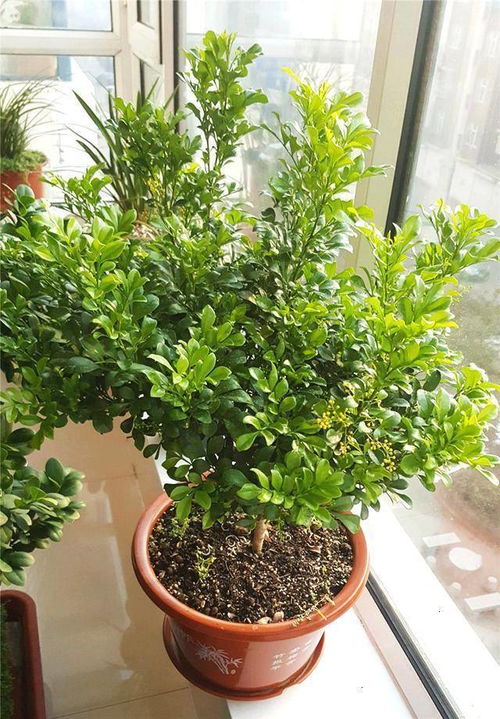 柴胡种植技巧：如何提高种植成功率？