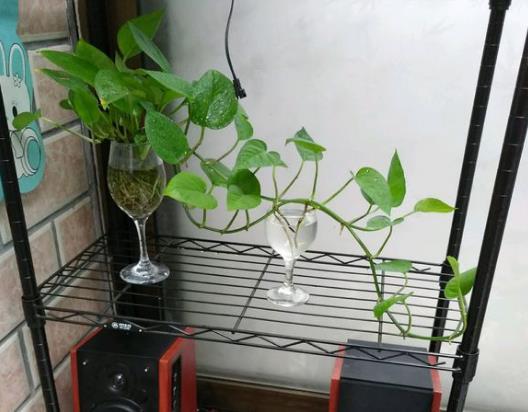 蚊母树：阳光充足， 耐寒耐旱