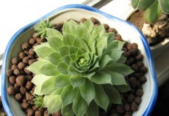 多肉植物晚霞怎么养？如何让它胖嘟嘟的