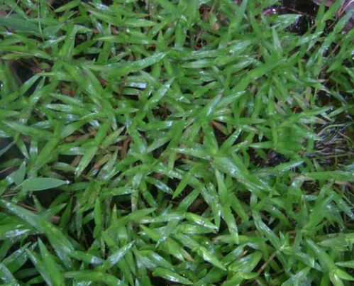 常见品种价目表， 别再被坑了