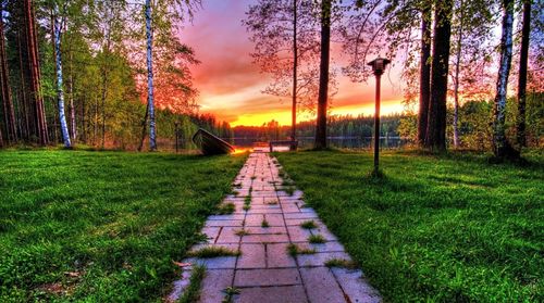 主创设计师：夏日树木的崛起