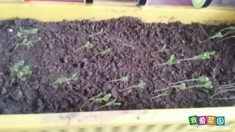 第二步：去皮，释放生命的种子