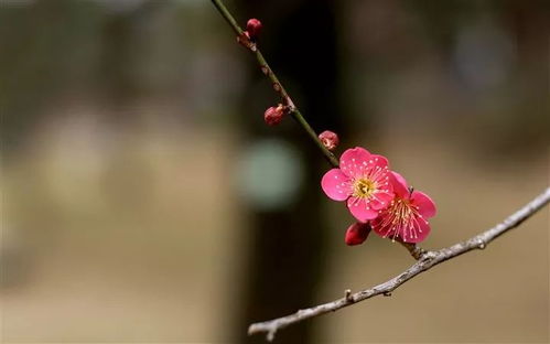 梅花一般在1-3月开放