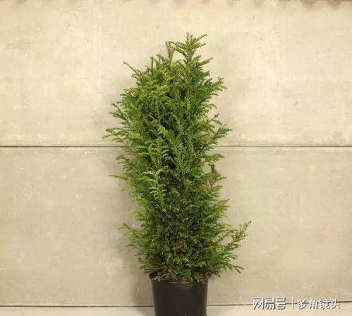 种摇钱树怎么养才能长得又高又壮？