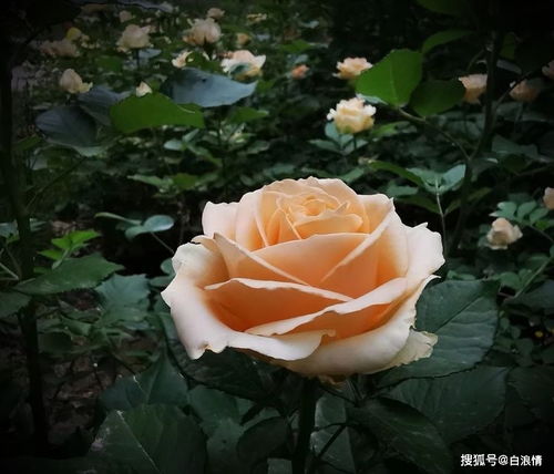 月季文化以经玩全融入了中国文化的血脉