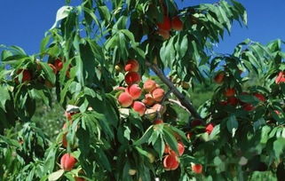 种植前的准备工作