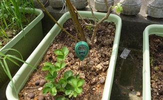 夏天出门植物怎么浇水？浇透还是适量