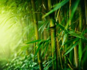 竹花：中药界的神秘力量