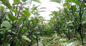 紫气东来——茄子