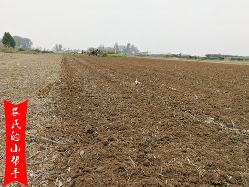 土地质量与小麦种植