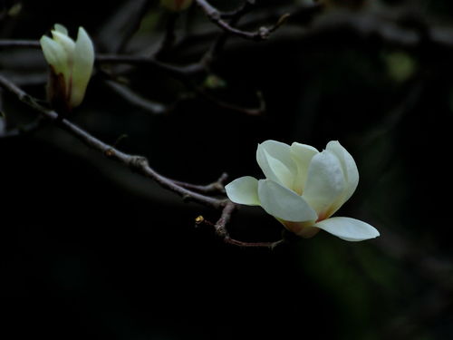 白玉兰果实的秘密