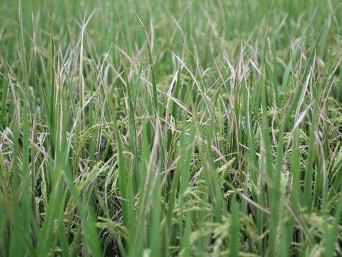 绿色水稻种植的重要性