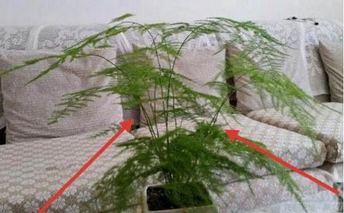 植物在斜坡保护中的作用