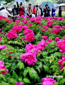 洛阳牡丹花会2024时间确定，赏花交通全指南