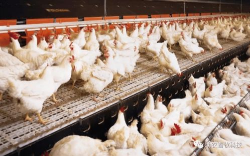 高温孵化对肉鸡成活率及生长发育产生显著负面影响