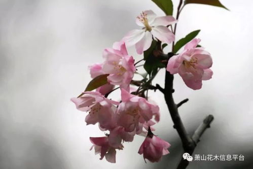 垂丝海棠， 那粉红色的诱惑