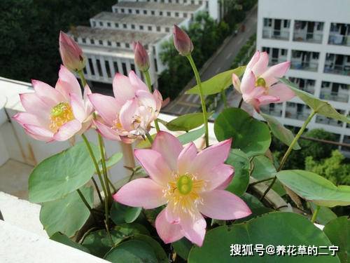 碗莲最佳入泥时间是什么时候？成活率最高