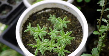 植物界的生存高手：耐寒耐热植物