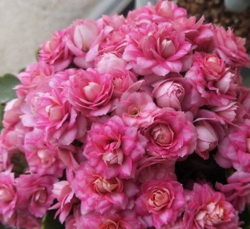 适量糖水，有益植物生长