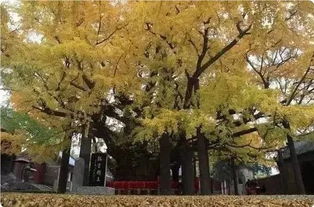 银杏树的古老传说