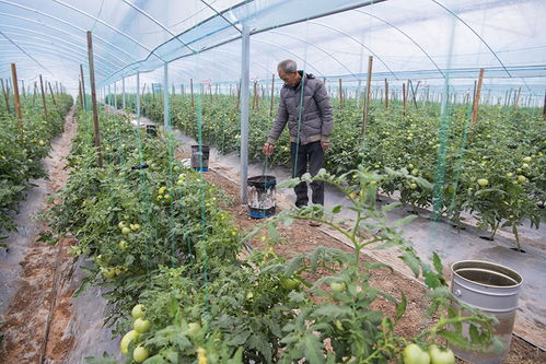 兰花种植时需要注意哪些方法和技巧