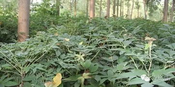 江西省林业局扶持油茶种植！每亩补贴1000元，助您绿色增收！