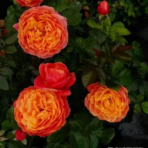 开花延迟补救法：