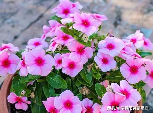 高校四季缺花，如何用三种组合年省2万养护费？