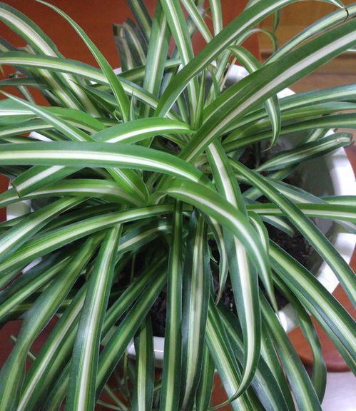 吊兰小吊不剪，养出爆美空中花园！