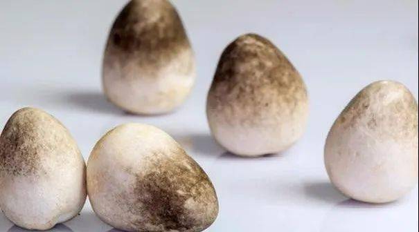 草菇：高温型食用菌， 温度要稳定在23℃以上